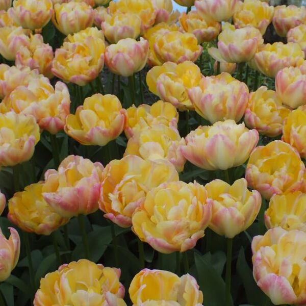 Votaniki Double Peony Tulip Crème Upstar Bulbs - Fragrant Blooms, Long Lasting Spring Beauty for Garden Beds & Borders | Perennial, and Easy to Grow