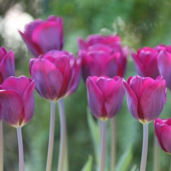 Votaniki Purple Lady Tulip Bulbs - Hardy Perennial & Long Lasting Blooms, Tulip Triumph 'Purple Lady' | Spring Flowering Bulbs - Easy to Grow