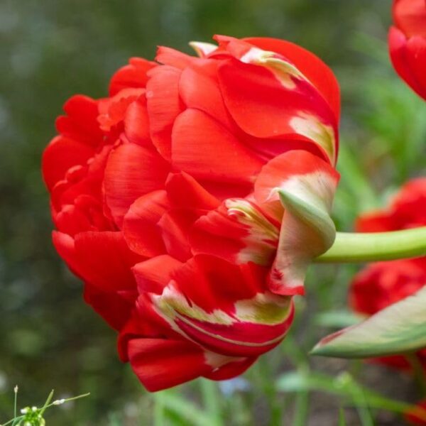 Votaniki Bombastic Red Tulip Bulbs - Long Lasting Blooms, Tulipa Double Late 'Bombastic Red' Tulip Bulbs for Planting | Stunning Late Blooming Spring Perennial - Easy to Grow