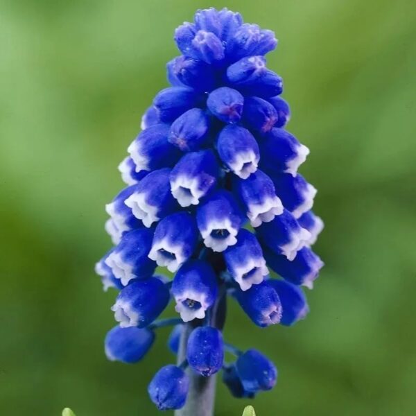 Votaniki Muscari Dark Eyes Bulbs - Fragrant Blooms, Muscari 'Dark Eyes' (Grape Hyacinth)| Spring Blooming Flower Bulbs - Easy to Grow, Perennial Beauty