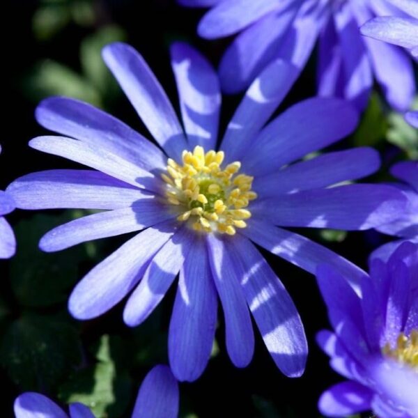 Votaniki Anemone Blanda Blue Shades Bulbs - Vibrant Blue Flowers with Fern Like Foliage, Anemone Blanda ‘Blue Shades’ (Grecian Windflower) | Spring Blooming Perennial - Easy to Grow