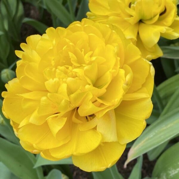 Votaniki Tulip Yellow Pomponette Bulbs - Peony Like Blooms, Double Late Tulip (Tulipa 'Yellow Pompenette) | Late Spring Blooming Perennial - Easy to Grow