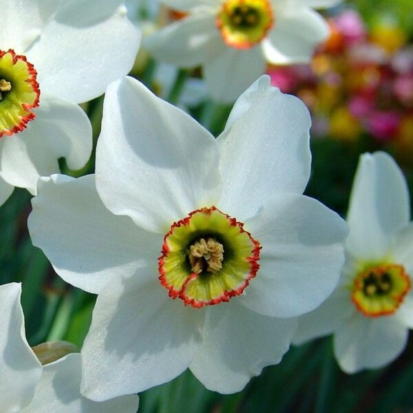 Votaniki Narcissus Pheasant's Eye - Fragrant Blooms, Narcissus (Poeticus VAR. Recurvus) Daffodil Bulbs | Spring Blooming Perennial - Easy to Grow