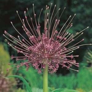 Votaniki Schubertii Allium Bulbs - Spectacular Blooms, Allium Schubertii (Ornamental Onion) | Spring Blooming Perennial - Easy to Grow