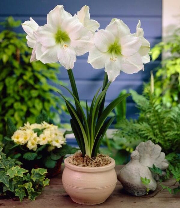 VotanikiI Amaryllis Peruvian 'Denver' Bulbs Ready to Bloom - Large & Long Lasting Blooms | Spectacular White Flower for Indoor & Outdoor Gardens - Easy to Grow Hardy Perennial