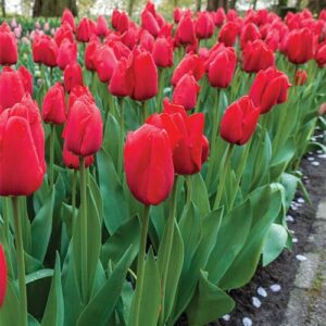 Votaniki Darwin Hybrid Tulip Lalibela - Long Lasting Blooms, Tulipa 'Lalibela' Tulip Bulbs for Planting | Spring Blooming Perennial - Easy to Grow