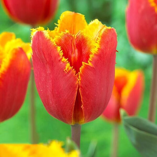 Votaniki Tiano Tulip Bulbs - Fringed, Double Late Tulip (Tiano Tulip) Bulbs for Planting | Stunning Spring Perennial - Easy to Grow