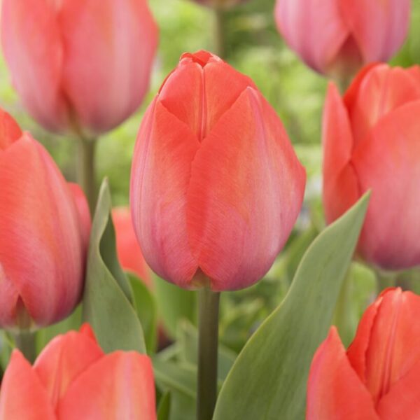 Votaniki Orange Van Eijk Tulip Bulbs - Fragrant Blooms & Vibrant Garden Color, Tulipa Darwin Hybrid 'Orange Van Eijk' | Perfect for Spring Gardens, Easy to Grow Hardy Perennial