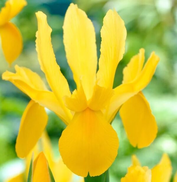 VotanikiI Dutch Iris Golden Beauty - Vibrant Yellow Spring Blooms | Ideal for Borders, Containers, & Cut Flowers - Dutch Iris Bulbs for Planting, Easy to Grow Perennials