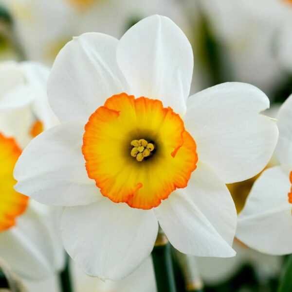 Votaniki Daffodil Flower Record Bulbs - Long Lasting & Fragrant Blooms, Narcissus ‘Flower Record’ (Large Cupped Daffodil) | Spring Blooming Perennial - Easy to Grow