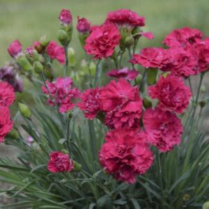 VotanikiI Dianthus ‘Cranberry Cocktail’ (Pink) - 3 Inch Root Young Plant Ready for Planting | Long Lasting& Fragrant Flowers, Hardy Perennial for Gardeners | Easy to Grow