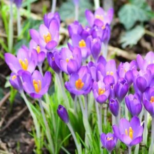 VotanikiI Crocus Tommasinianus ‘Barr’s Purple’ (Early Crocus) - Hardy Perennials for Early Spring Gardens | Purple Color Crocus Bulbs for Planting, Easy to Grow