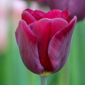 Votaniki Purple Lady Tulip Bulbs - Hardy Perennial & Long Lasting Blooms, Tulip Triumph 'Purple Lady' | Spring Flowering Bulbs - Easy to Grow