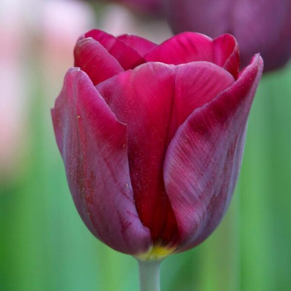 Votaniki Purple Lady Tulip Bulbs - Hardy Perennial & Long Lasting Blooms, Tulip Triumph 'Purple Lady' | Spring Flowering Bulbs - Easy to Grow