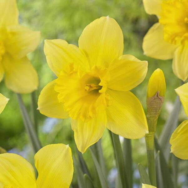 VotanikiI Narcissus ‘Carlton’ (Large-Cupped Daffodil) - Hardy Perennials with Large & Fragrant Flowers for Spring Gardens | Carlton Daffodil Bulbs for Planting, Easy to Grow