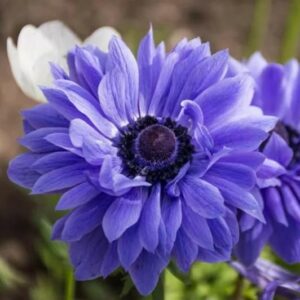 Votaniki Anemone Coronaria 'Lord Lieutenant' Bulbs for Planting - Double Flowers, Hardy Spring Blooming Perennials - Easy to Grow