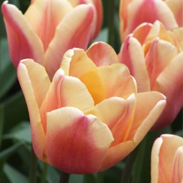 Votaniki Apricot Foxx Triumph Tulip Bulbs - Soft Pastel Hues, Tulipa ‘Apricot Foxx’ (Triumph Tulip) | Perfect for Spring Gardens, Easy to Grow Perennial