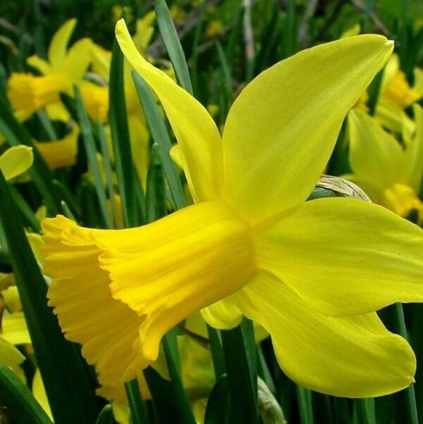 Votaniki Narcissus February Gold - Fragrant Blooms, Narcissus ‘February Gold’ (Cyclamineus Daffodil) Daffodil Bulbs | Spring Blooming Perennial - Easy to Grow