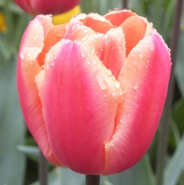 Votaniki Apricot Foxx Triumph Tulip Bulbs - Soft Pastel Hues, Tulipa ‘Apricot Foxx’ (Triumph Tulip) | Perfect for Spring Gardens, Easy to Grow Perennial