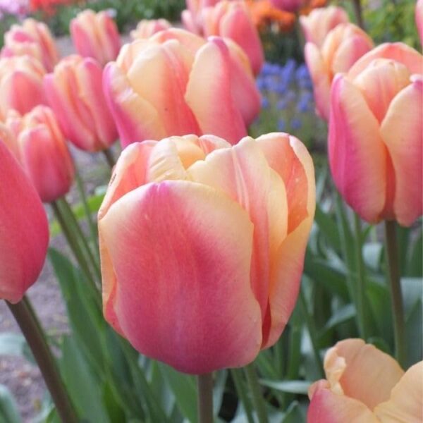 Votaniki Apricot Foxx Triumph Tulip Bulbs - Soft Pastel Hues, Tulipa ‘Apricot Foxx’ (Triumph Tulip) | Perfect for Spring Gardens, Easy to Grow Perennial