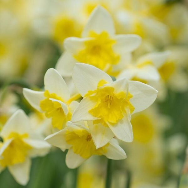 VotanikiI Narcissus Prom Dance Bulbs - Hardy Perennials with Showy Double Flowers | Fragrant Daffodils 'Prom Dance' (Split-Corona Daffodil) for Spring Beauty, Easy to Grow