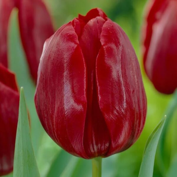 Votaniki Pallada Tulip Bulbs - Hardy Perennial, Pallada Triumph Tulip Bulbs for Planting | Mid Spring Blooming Tulip - Easy to Grow & Low Maintenance