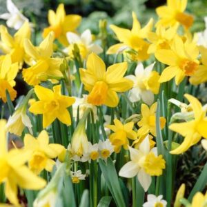 VotanikiI Narcissi Miniature 'Botanical Mixture' Daffodil Bulbs - Long Lasting & Fragrant Flowers | Perfect for Spring Gardens - Easy to Grow Hardy Perennial