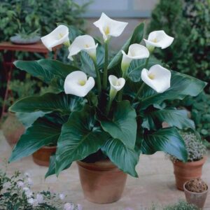 Votaniki Calla Lily Aethiopica Bulbs for Forcing - Perennial Beauty, Indoor Blooms with Stunning White Flowers | Spring Flowering Calla Lilies Bulbs, Easy to Grow