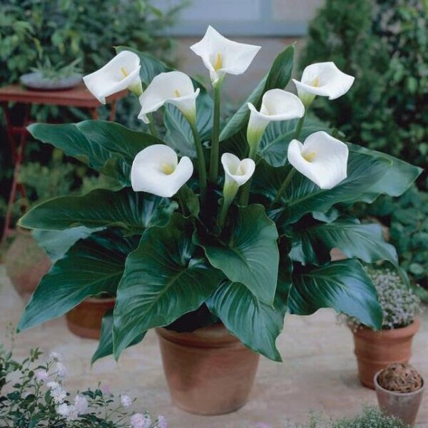 Votaniki Calla Lily Aethiopica Bulbs for Forcing - Perennial Beauty, Indoor Blooms with Stunning White Flowers | Spring Flowering Calla Lilies Bulbs, Easy to Grow