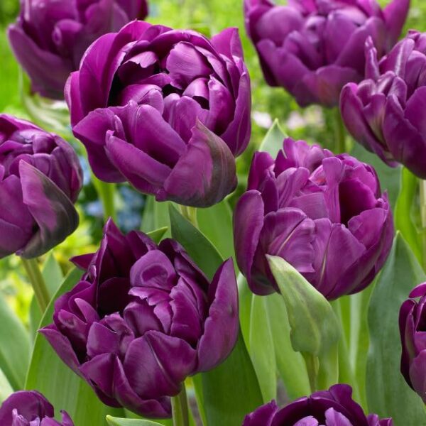 Votaniki Negrita Double Tulip Bulbs - Peony Like Flowers, Tulipa ‘Negrita Double’ (Double Late Tulip) | Late Blooming Spring Perennial - Easy to Grow