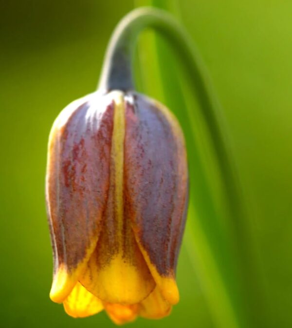 VotanikiI Fritillaria uva-vulpis (Fox’s Grape Fritillary) Bulbs - Hardy & Deer Resistant, Bulbous Perennial | Rare Spring Beauty - Fragrant Flowers, Easy to Grow