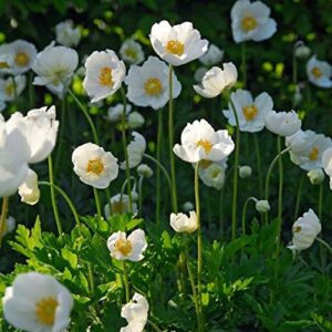 VotanikiI Anemone Coronaria de Caen 'The Bride' Bulbs - Perennial & Poppy Like Flowers | White Blooms for Spring Gardens - Easy to Grow