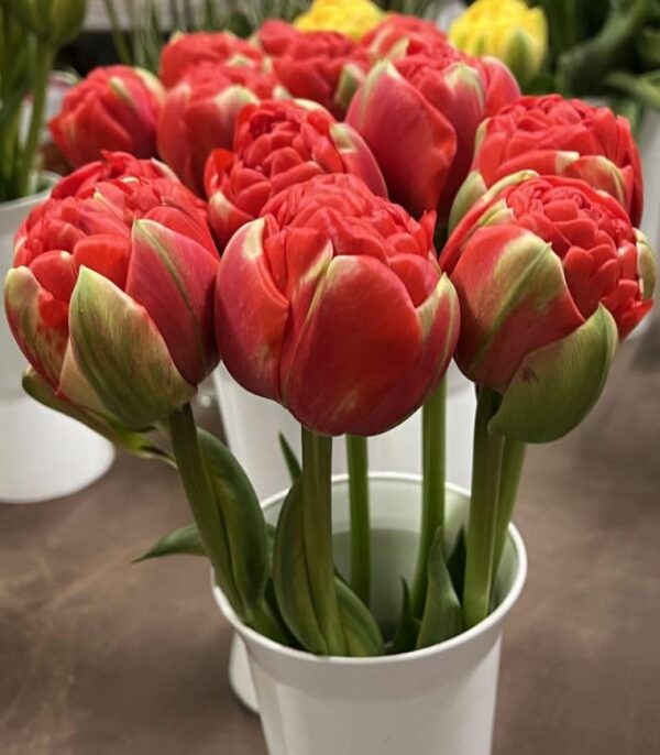 Votaniki Bombastic Red Tulip Bulbs - Long Lasting Blooms, Tulipa Double Late 'Bombastic Red' Tulip Bulbs for Planting | Stunning Late Blooming Spring Perennial - Easy to Grow