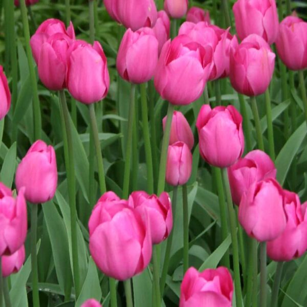 Votaniki Don Quichotte Tulip Bulbs - Long Lasting Blooms, Tulipa ‘Don Quichotte’ (Triumph Tulip) | Spring Blooming Perennial - Good for Indoor Forcing, Easy to Grow