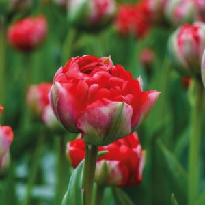 Votaniki Bombastic Red Tulip Bulbs - Long Lasting Blooms, Tulipa Double Late 'Bombastic Red' Tulip Bulbs for Planting | Stunning Late Blooming Spring Perennial - Easy to Grow