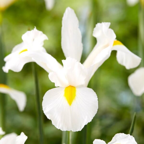 VotanikiI Dutch Iris White Excelsior - Pure White Blooms for Spring Gardens | Hardy Perennial, Dutch Iris Bulbs for Planting - Easy to Grow