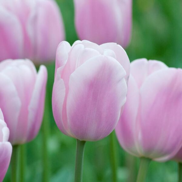 Votaniki Synaeda Amor Tulip Bulbs - Hardy Perennials, Long Lasting Blooms, Tulipa Triumph 'Synaeda Amor' | Spring Flower Bulbs - Easy to Grow