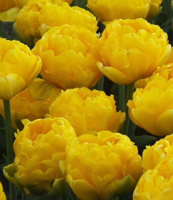 Votaniki Tulip Yellow Pomponette Bulbs - Peony Like Blooms, Double Late Tulip (Tulipa 'Yellow Pompenette) | Late Spring Blooming Perennial - Easy to Grow