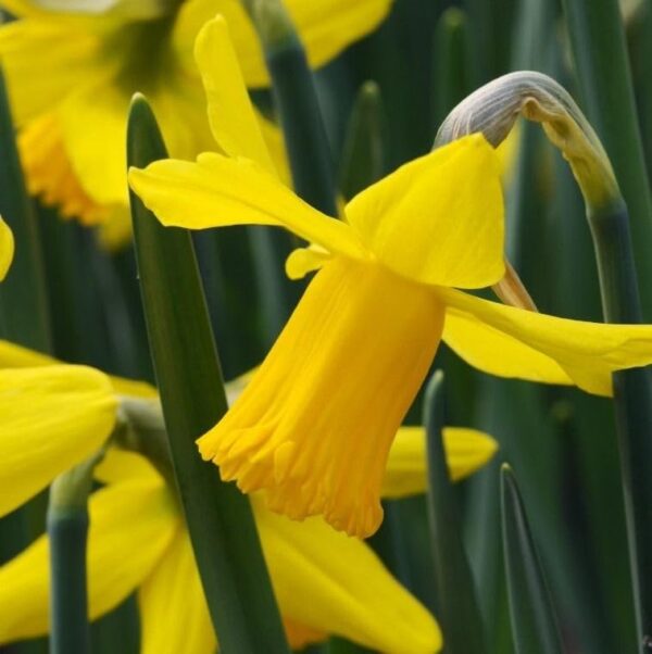 Votaniki Narcissus February Gold - Fragrant Blooms, Narcissus ‘February Gold’ (Cyclamineus Daffodil) Daffodil Bulbs | Spring Blooming Perennial - Easy to Grow