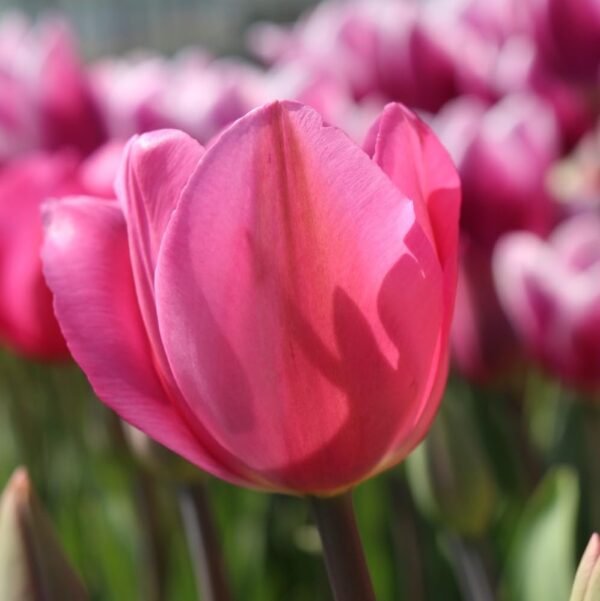 Votaniki Don Quichotte Tulip Bulbs - Long Lasting Blooms, Tulipa ‘Don Quichotte’ (Triumph Tulip) | Spring Blooming Perennial - Good for Indoor Forcing, Easy to Grow