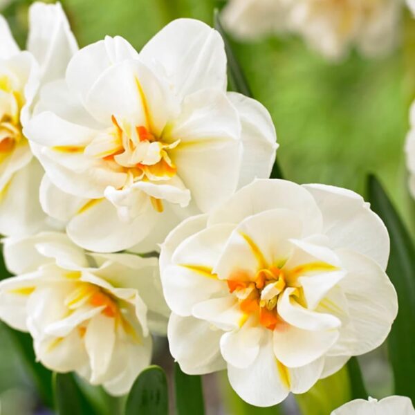 Votaniki Daffodil Sir Winston Churchill Bulbs - Long Lasting & Fragrant Blooms, Narcissus Double 'Sir Winston Churchill' | Spring Blooming Perennial - Easy to Grow