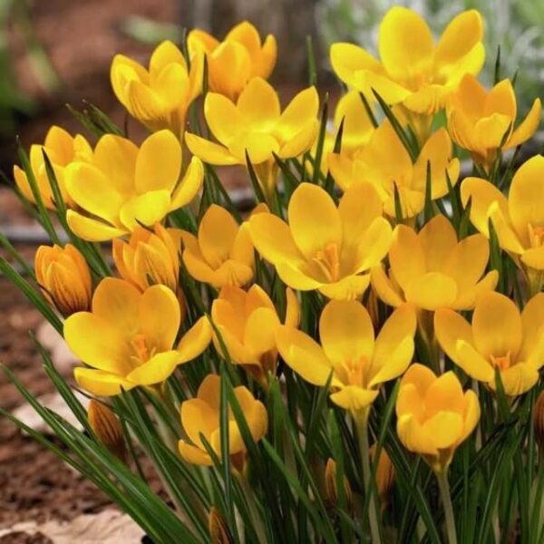 VotanikiI Dorothy Crocus Chrysanthus Bulbs - Bright Yellow Blooms for Early Spring Gardens | Hardy Perennial, Crocus Bulbs for Planting - Easy to Grow