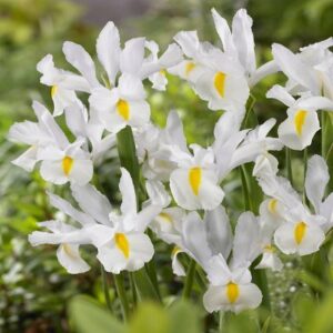 VotanikiI Dutch Iris White Excelsior - Pure White Blooms for Spring Gardens | Hardy Perennial, Dutch Iris Bulbs for Planting - Easy to Grow