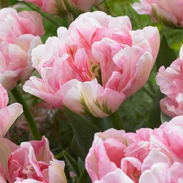 Votaniki Finola Double Tulip Bulbs - Hardy Perennial, Peony Like Tulip (Double Late Tulip 'Finola') | Late Spring Blooming Tulip Bulbs for Planting - Easy to Grow