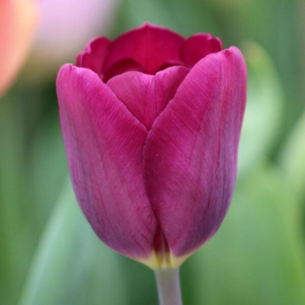 Votaniki Purple Lady Tulip Bulbs - Hardy Perennial & Long Lasting Blooms, Tulip Triumph 'Purple Lady' | Spring Flowering Bulbs - Easy to Grow