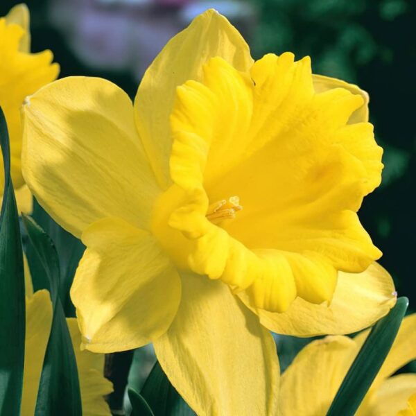 Votaniki Unsurpassable Daffodil Bulbs - Perennials, Long Lasting Blooms, Narcissus ‘Unsurpassable’ (Trumpet Daffodil) | Spring Flower Bulbs for Plant, Easy to Grow