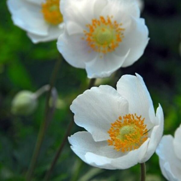 VotanikiI Anemone Coronaria de Caen 'The Bride' Bulbs - Perennial & Poppy Like Flowers | White Blooms for Spring Gardens - Easy to Grow