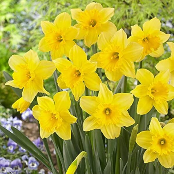 VotanikiI Narcissus ‘Carlton’ (Large-Cupped Daffodil) - Hardy Perennials with Large & Fragrant Flowers for Spring Gardens | Carlton Daffodil Bulbs for Planting, Easy to Grow