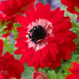 Votaniki Anemone Coronaria Double Governor Bulbs - Long Lasting & Vibrant Red Blooms | Perfect for Spring Gardens, Easy to Grow Hardy Perennial