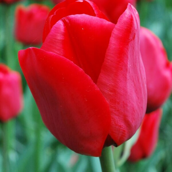 VotanikiI Tulipa ‘ILE de France’ (Triumph Tulip) Bulbs - Long Lasting Red Blooms | Premium Perennials for Stunning Spring Displays - Easy to Grow